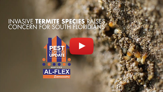 Invasive Termite