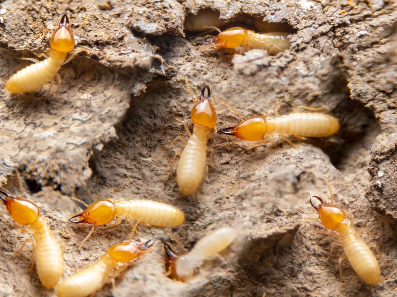 SUBTERRANEAN TERMITES